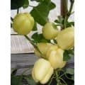 Paprika Brillant F1 (500 szem)